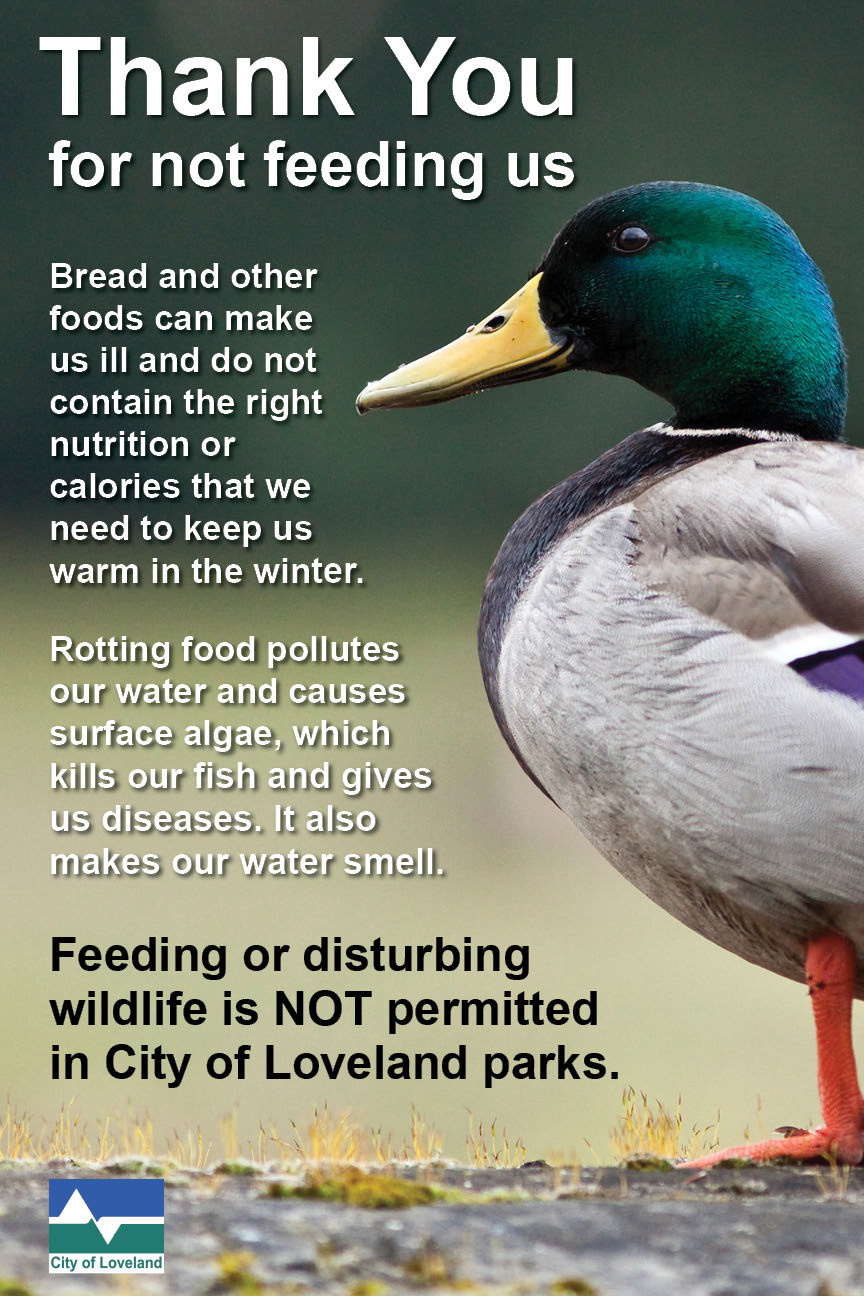 do not feed the ducks