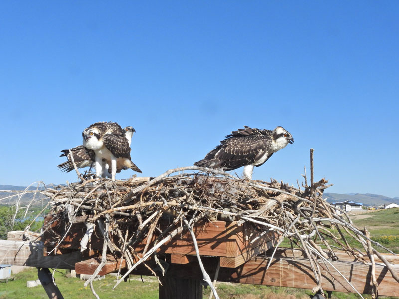 Juvenile osprey on a nesting platform.